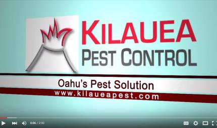 Kilauea-Pest-Control-Bed-Bugs.jpg