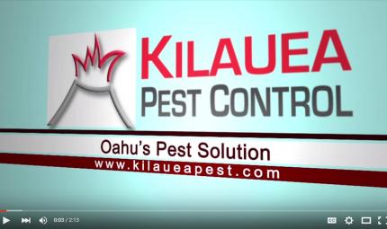 Kilauea-Pest-Control-Termite-Control.jpg