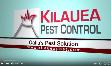 Kilauea-Pest-Control.jpg